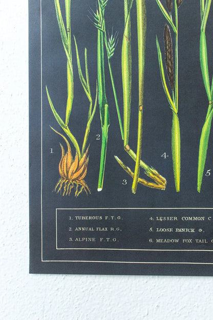 British Grass and Sedges Scientific Chart