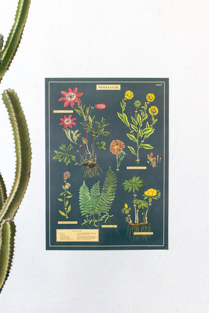 Herbarium Scientific Chart