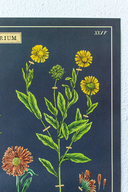 Herbarium Scientific Chart