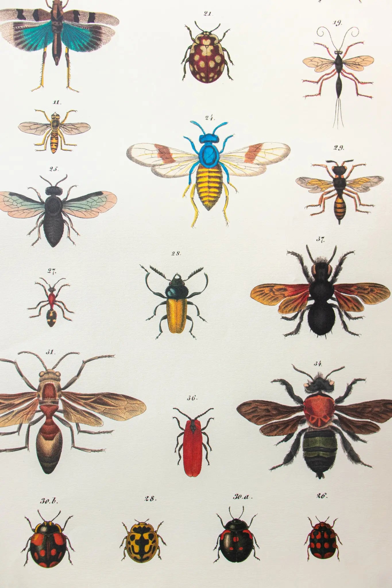 Insects Scientific Chart - Stemcell Science Shop