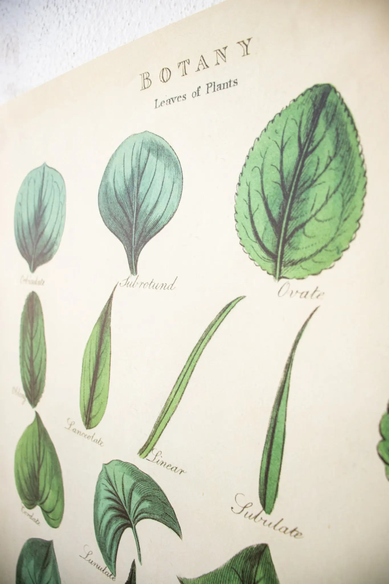 Botany: Leaves of Plants Scientific Chart - Stemcell Science Shop