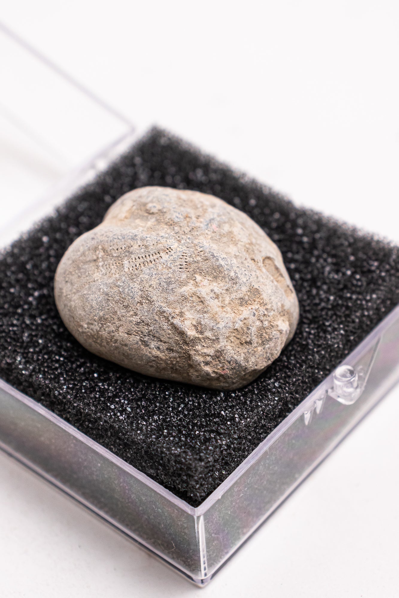 Heart Urchin Fossil - Stemcell Science Shop