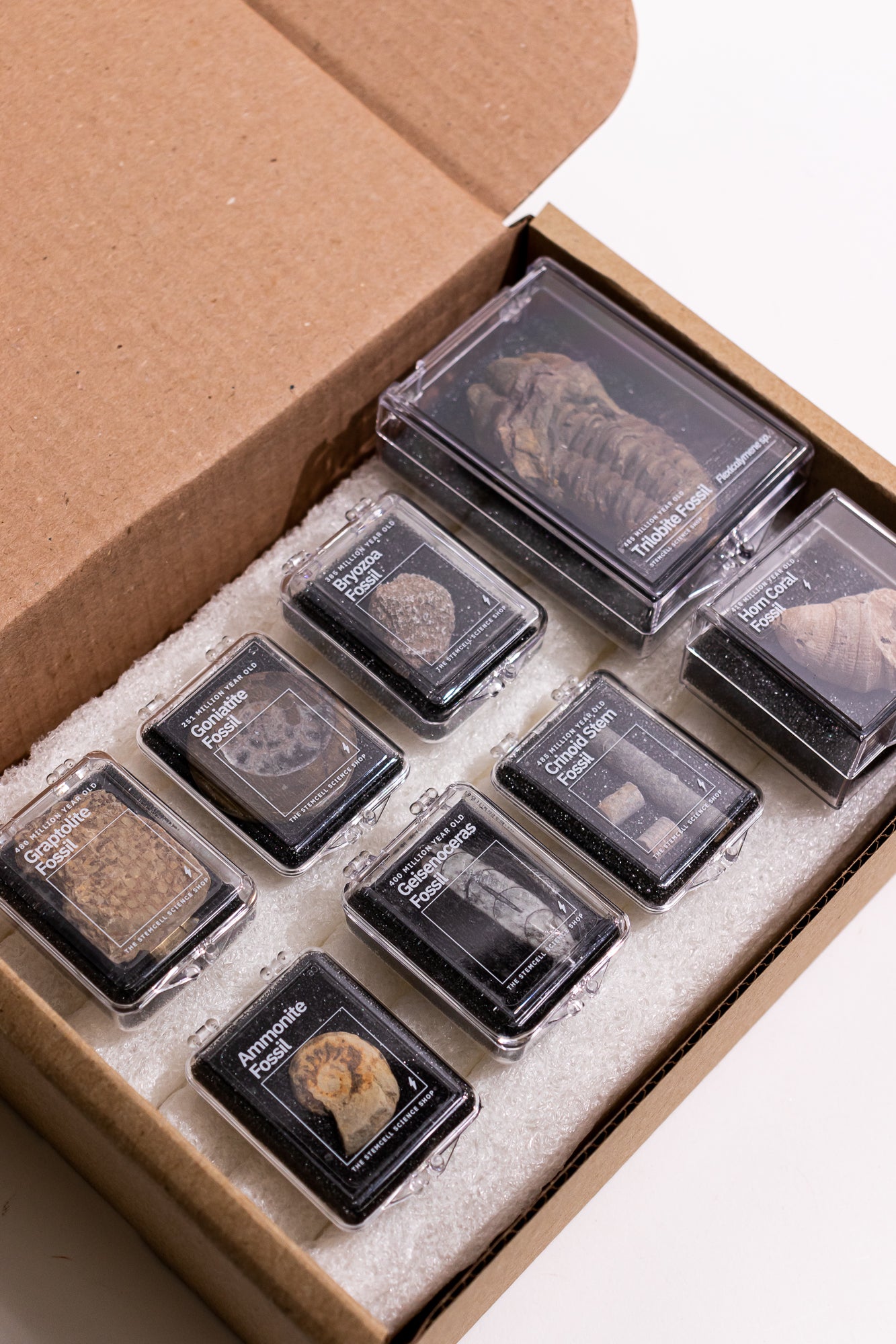 Prehistoric Fossil Collection - Stemcell Science Shop
