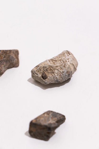 Dinosaur Bone Fossil Fragments