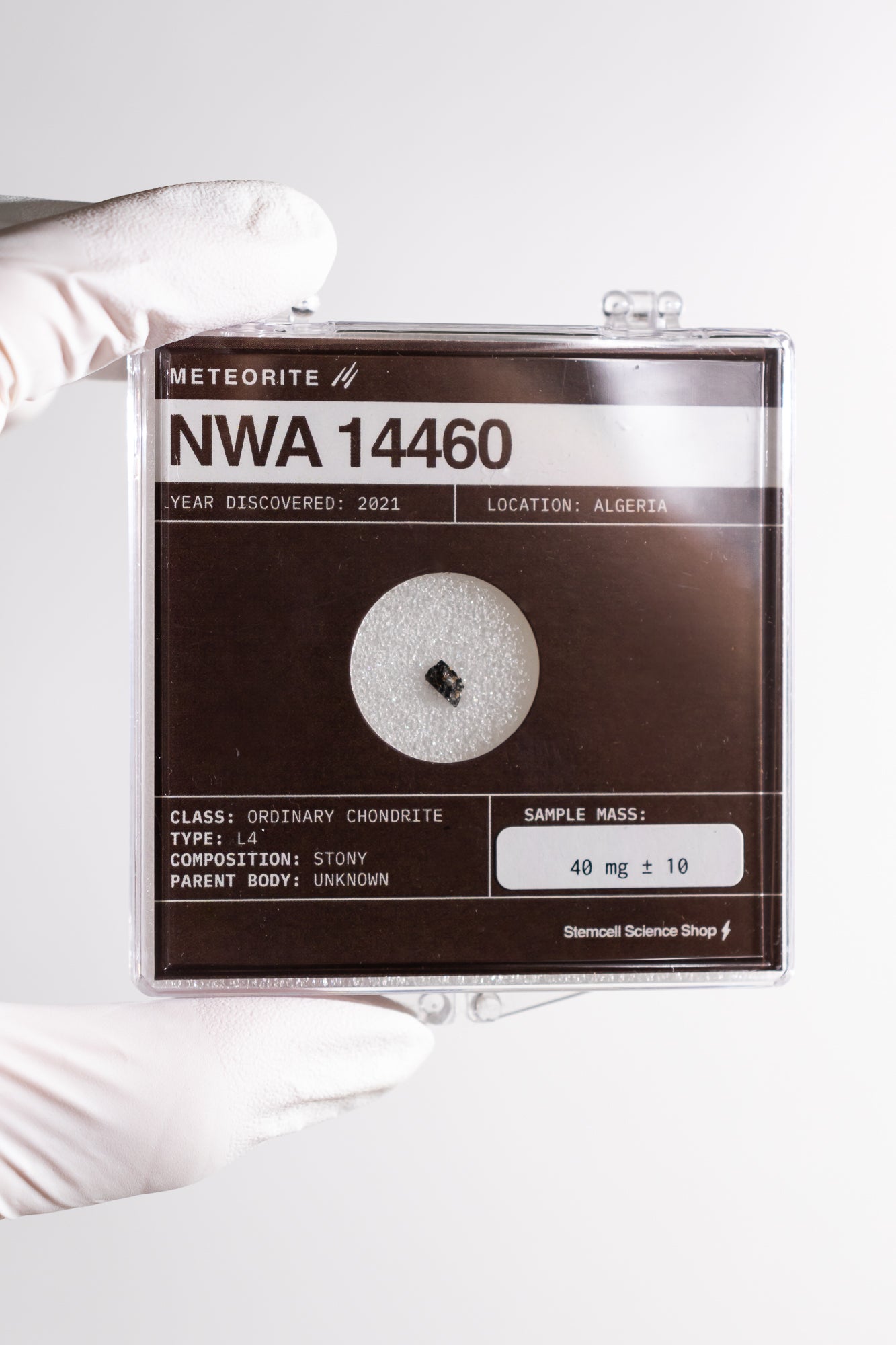 NWA 14460 Meteorite - Stemcell Science Shop