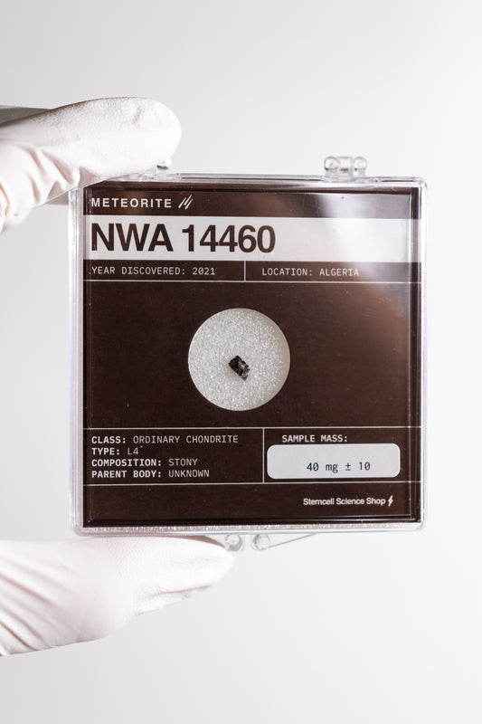 NWA 14460 Meteorite - Stemcell Science Shop