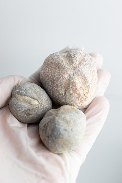 Heart Urchin Fossil