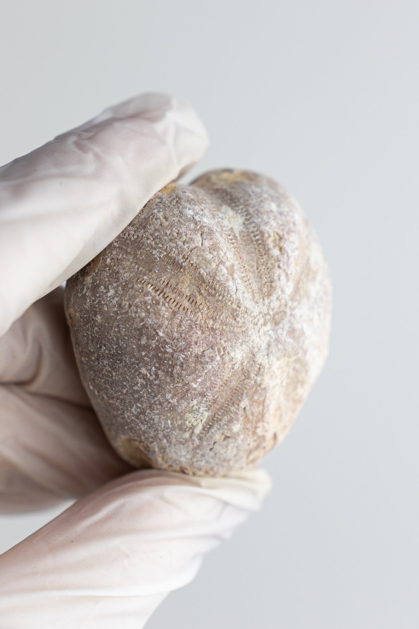 Heart Urchin Fossil