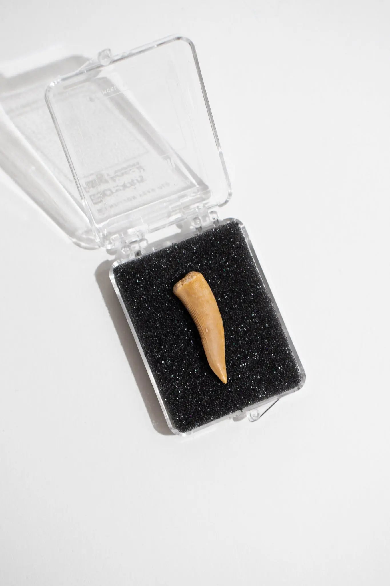 Buy Genuine Dinosaur Tooth Necklace Online at desertcartINDIA
