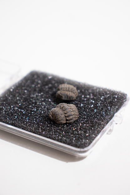 Mini Trilobites - Stemcell Science Shop