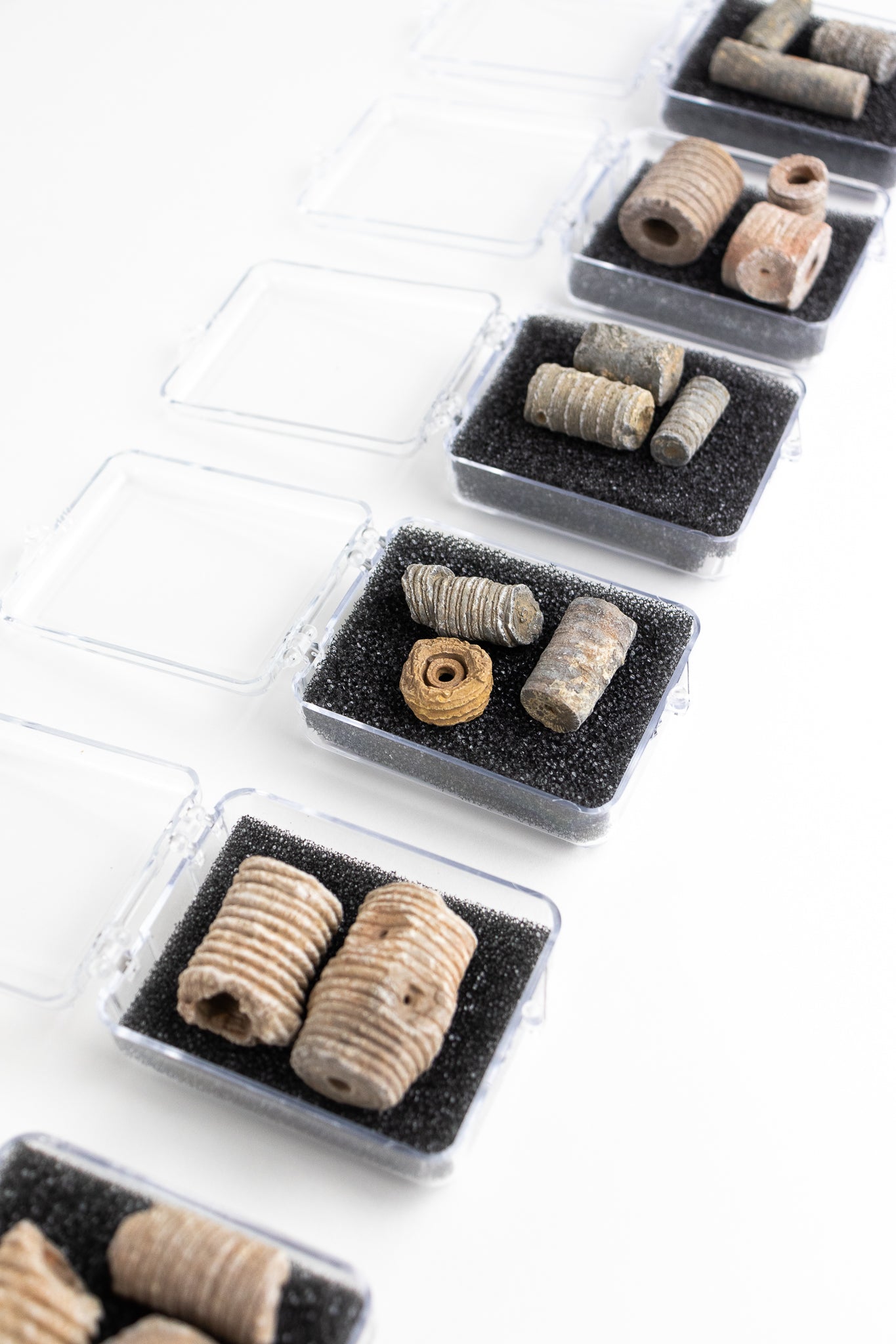 Large Crinoid Fossil - Stemcell Science Shop