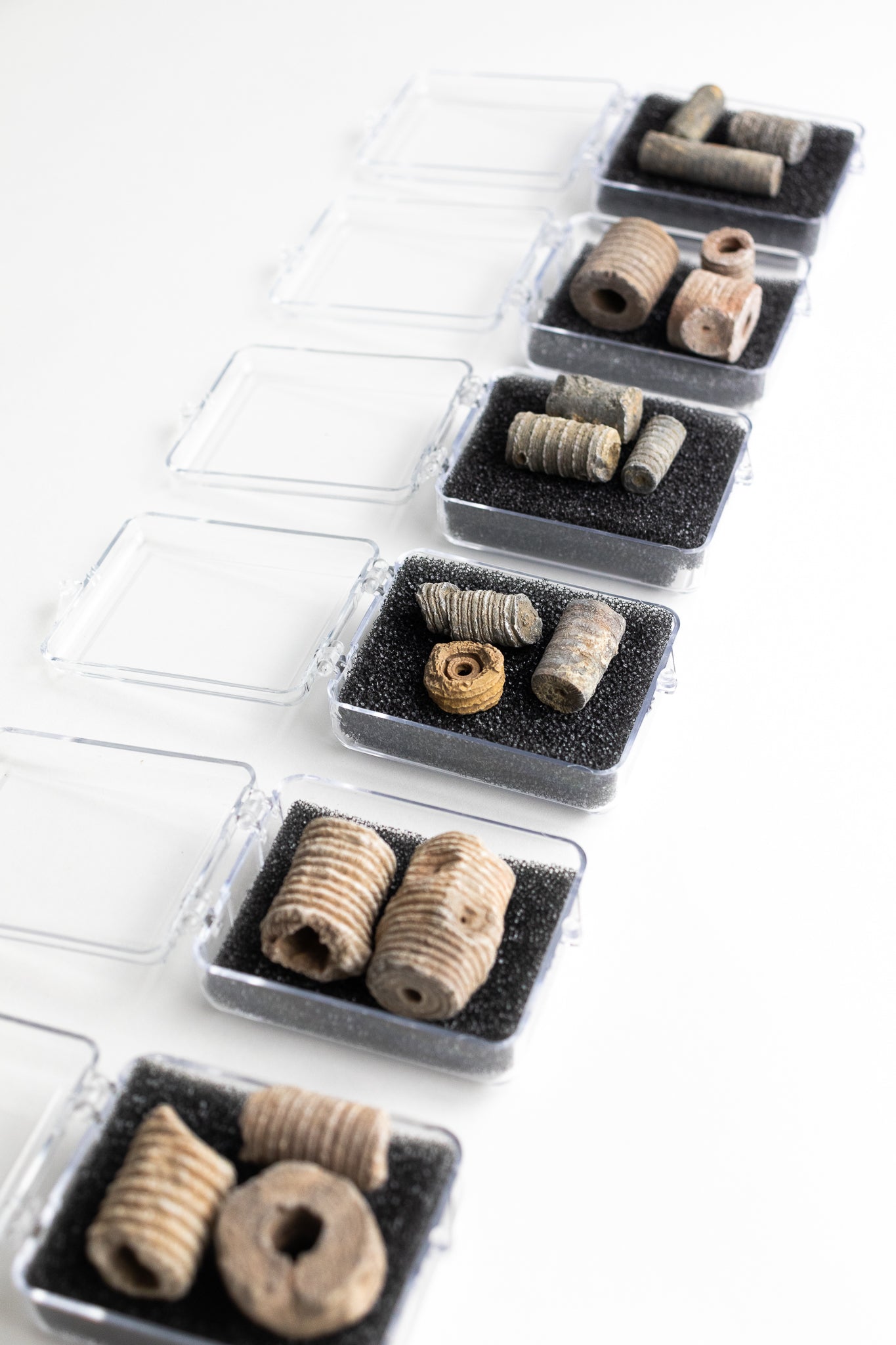 Large Crinoid Fossil - Stemcell Science Shop