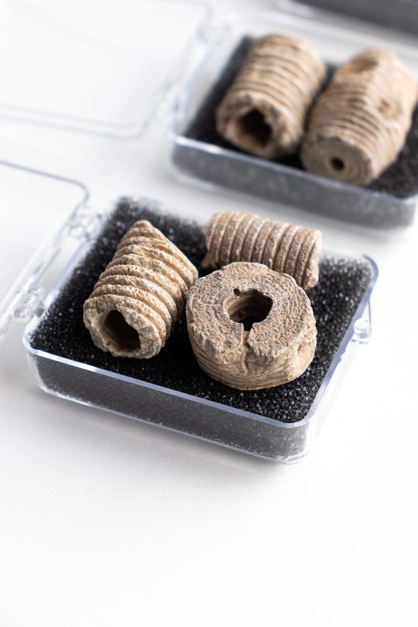 Large Crinoid Fossil - Stemcell Science Shop
