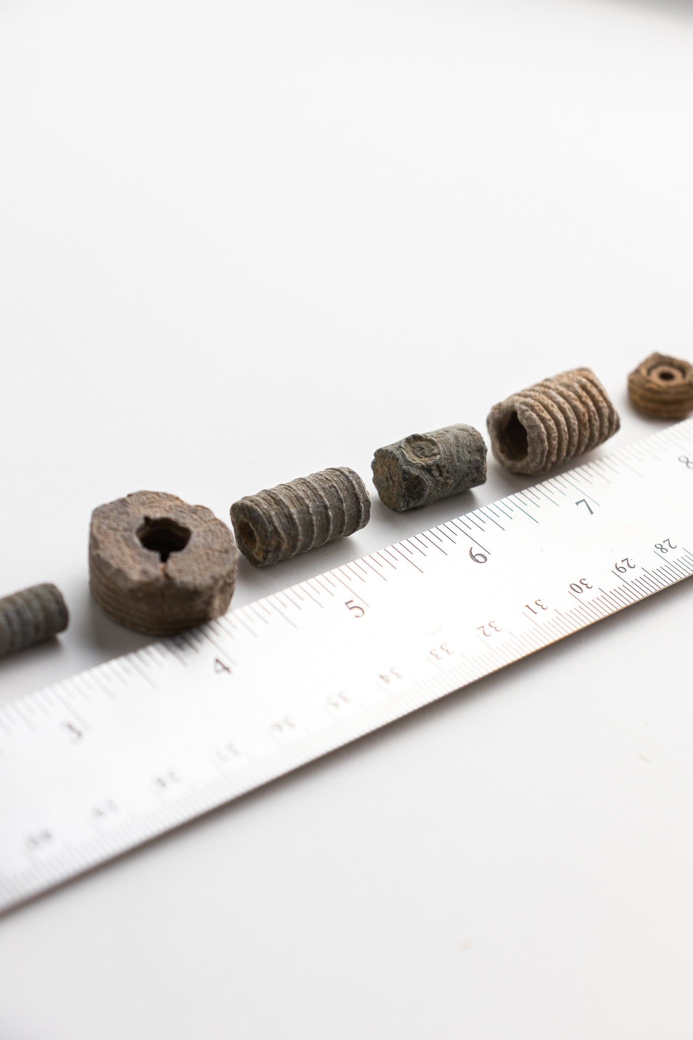Large Crinoid Fossil - Stemcell Science Shop