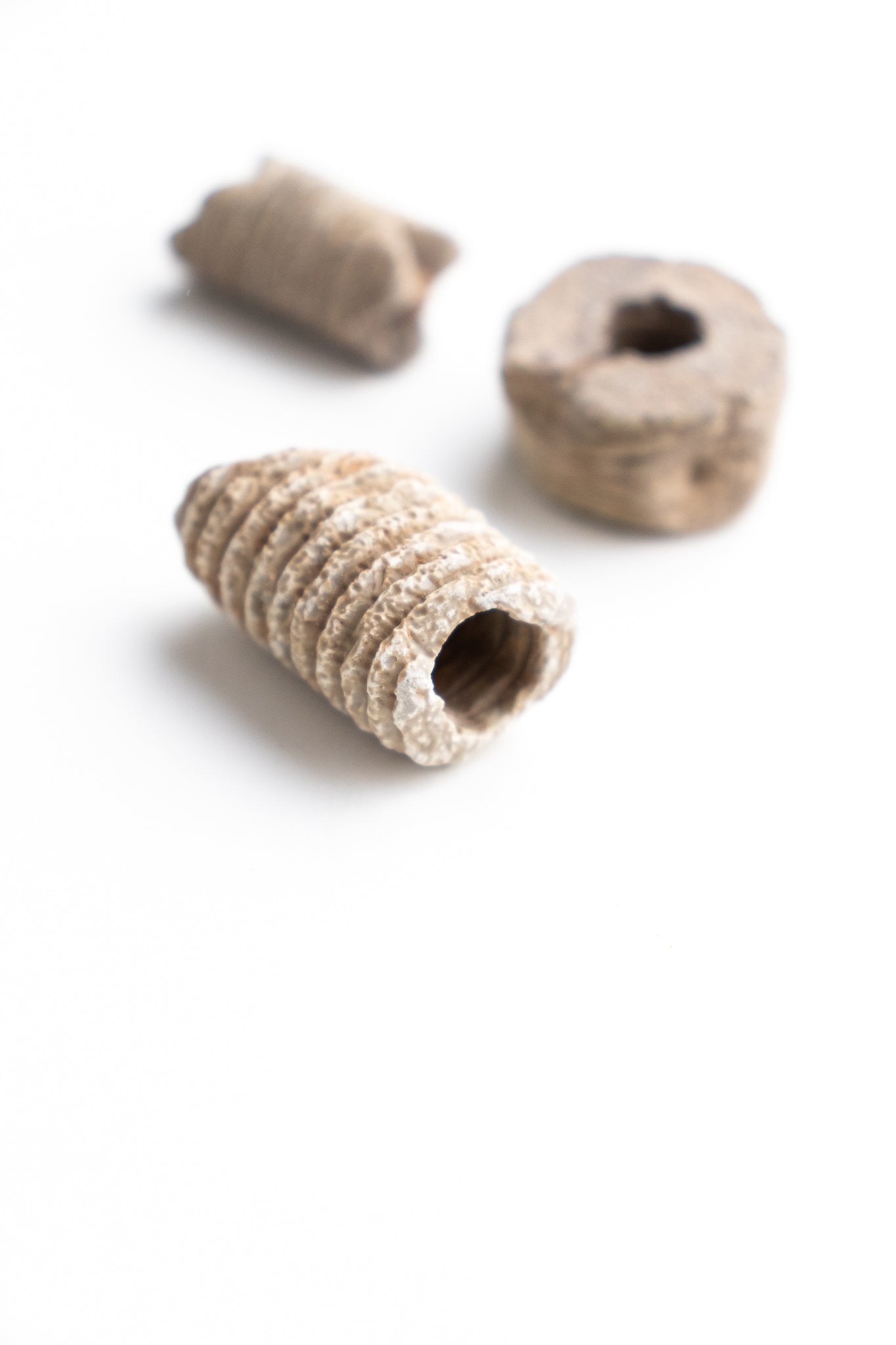 Large Crinoid Fossil - Stemcell Science Shop