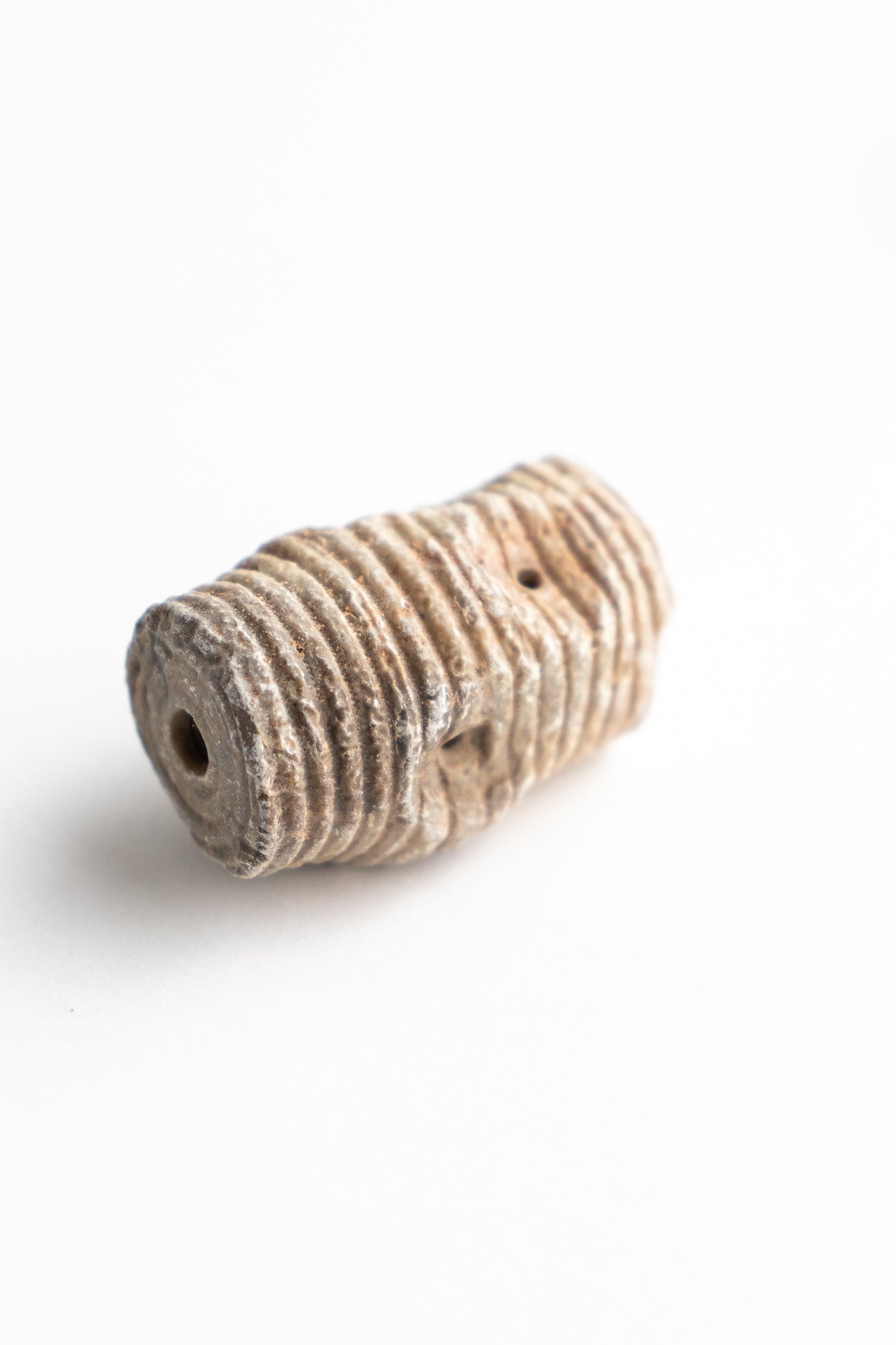 Large Crinoid Fossil - Stemcell Science Shop