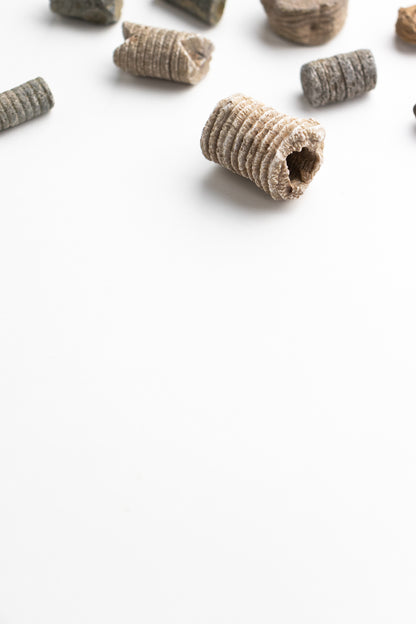 Large Crinoid Fossil - Stemcell Science Shop