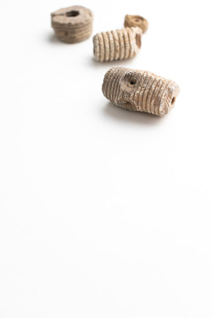 Large Crinoid Fossil - Stemcell Science Shop