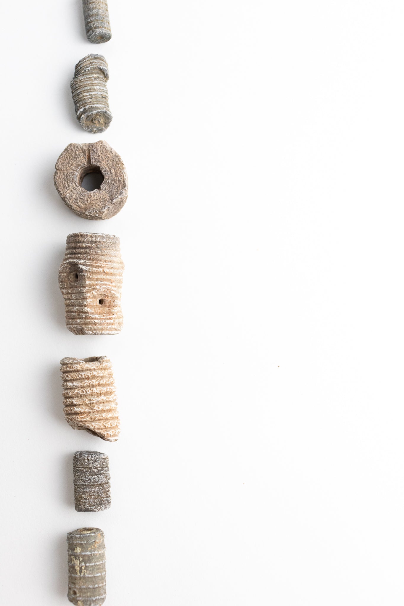 Large Crinoid Fossil - Stemcell Science Shop