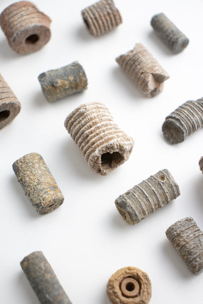 Large Crinoid Fossil - Stemcell Science Shop
