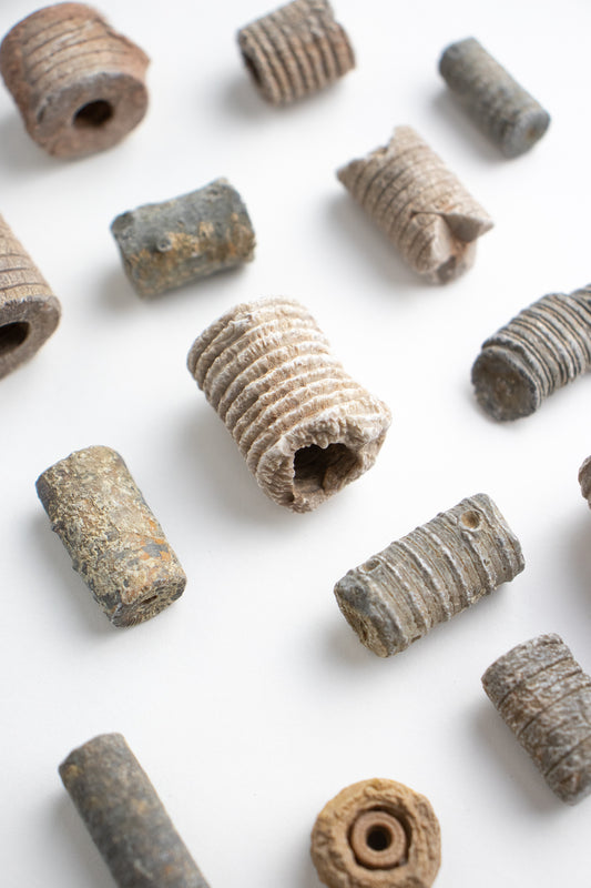 Large Crinoid Fossil - Stemcell Science Shop