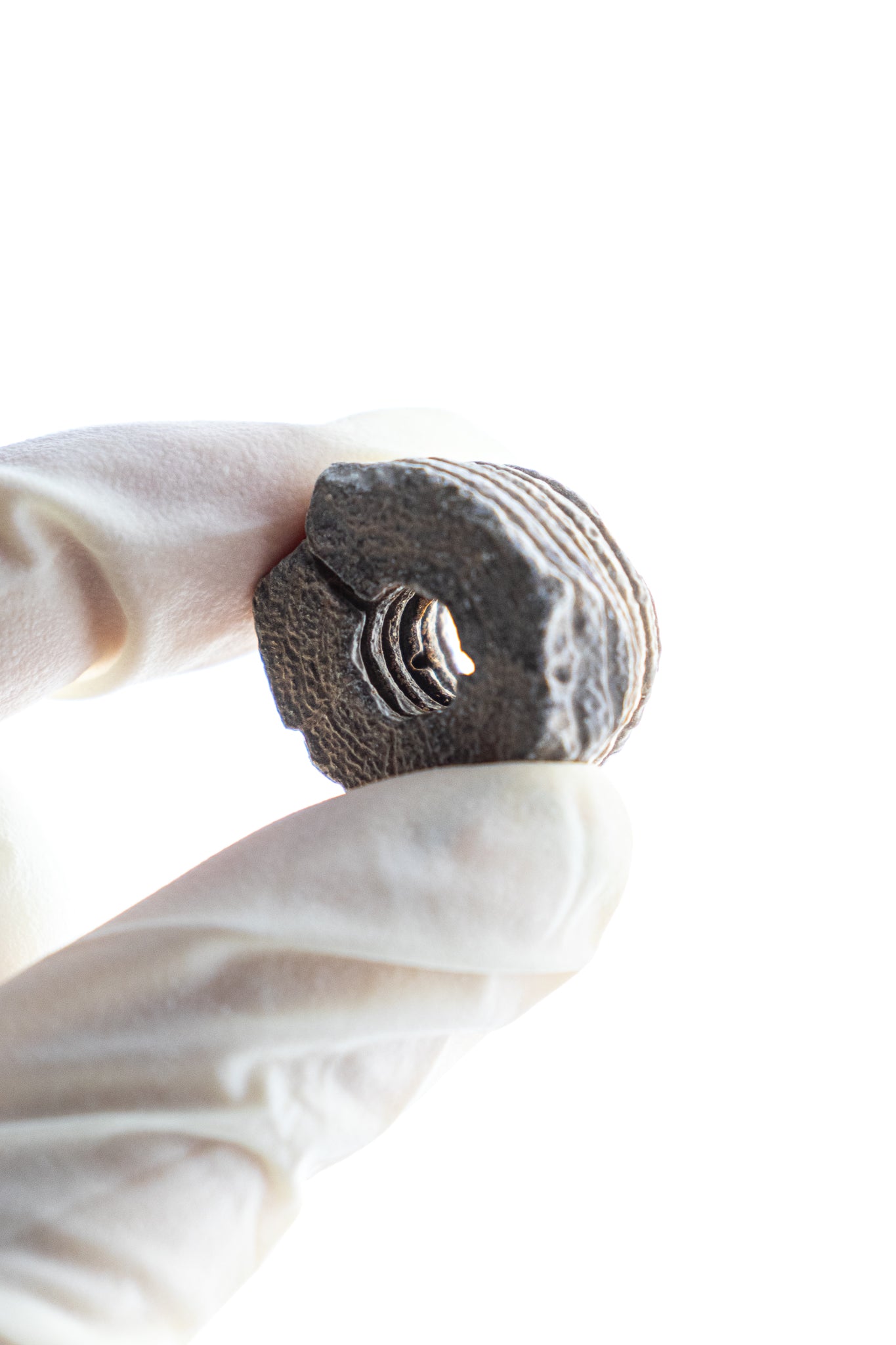 Large Crinoid Fossil - Stemcell Science Shop