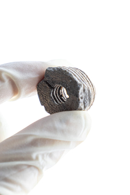 Large Crinoid Fossil - Stemcell Science Shop