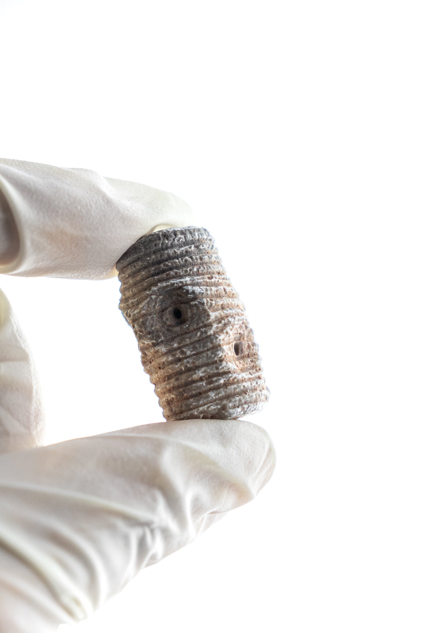 Large Crinoid Fossil - Stemcell Science Shop