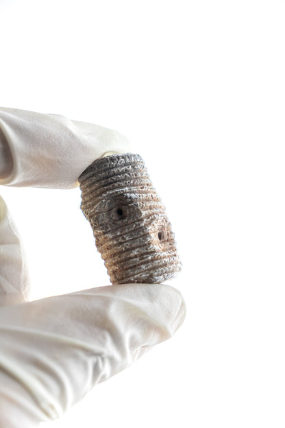 Large Crinoid Fossil - Stemcell Science Shop