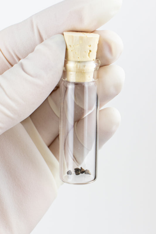 Tower of Jewels Seeds - Stemcell Science Shop
