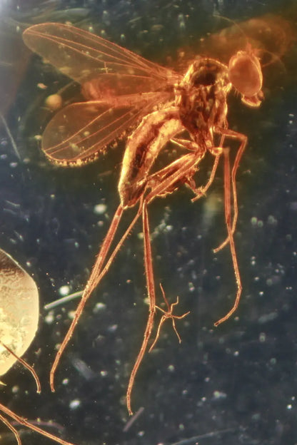 Fossilized Insect in Amber - Random Selection - THE STEMCELL SCIENCE SHOP