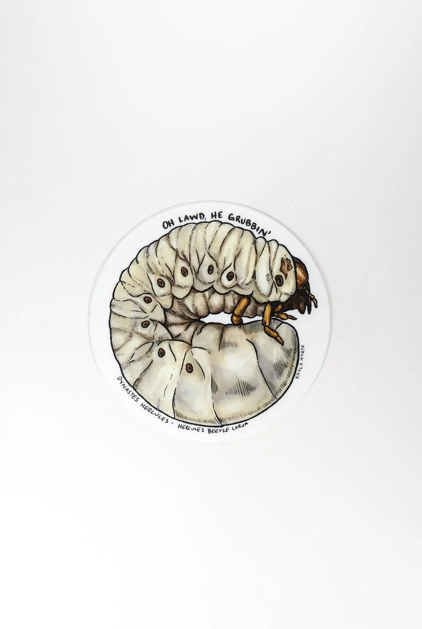 Hercules Beetle Larva Sticker - THE STEMCELL SCIENCE SHOP