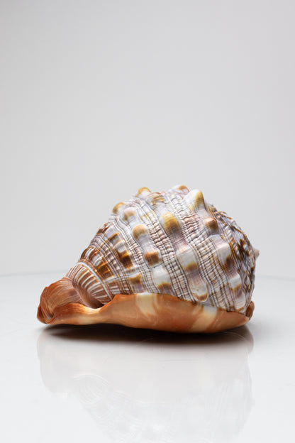 Bullmouth Shell - Stemcell Science Shop