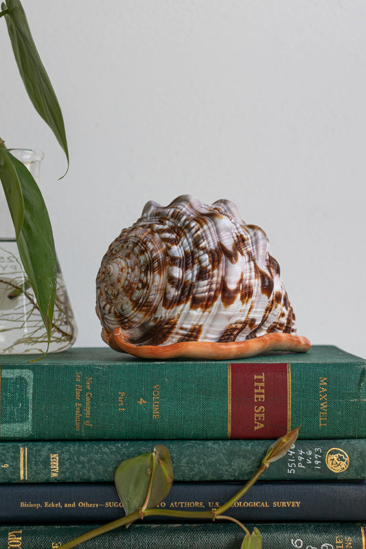 Bullmouth Shell - Stemcell Science Shop