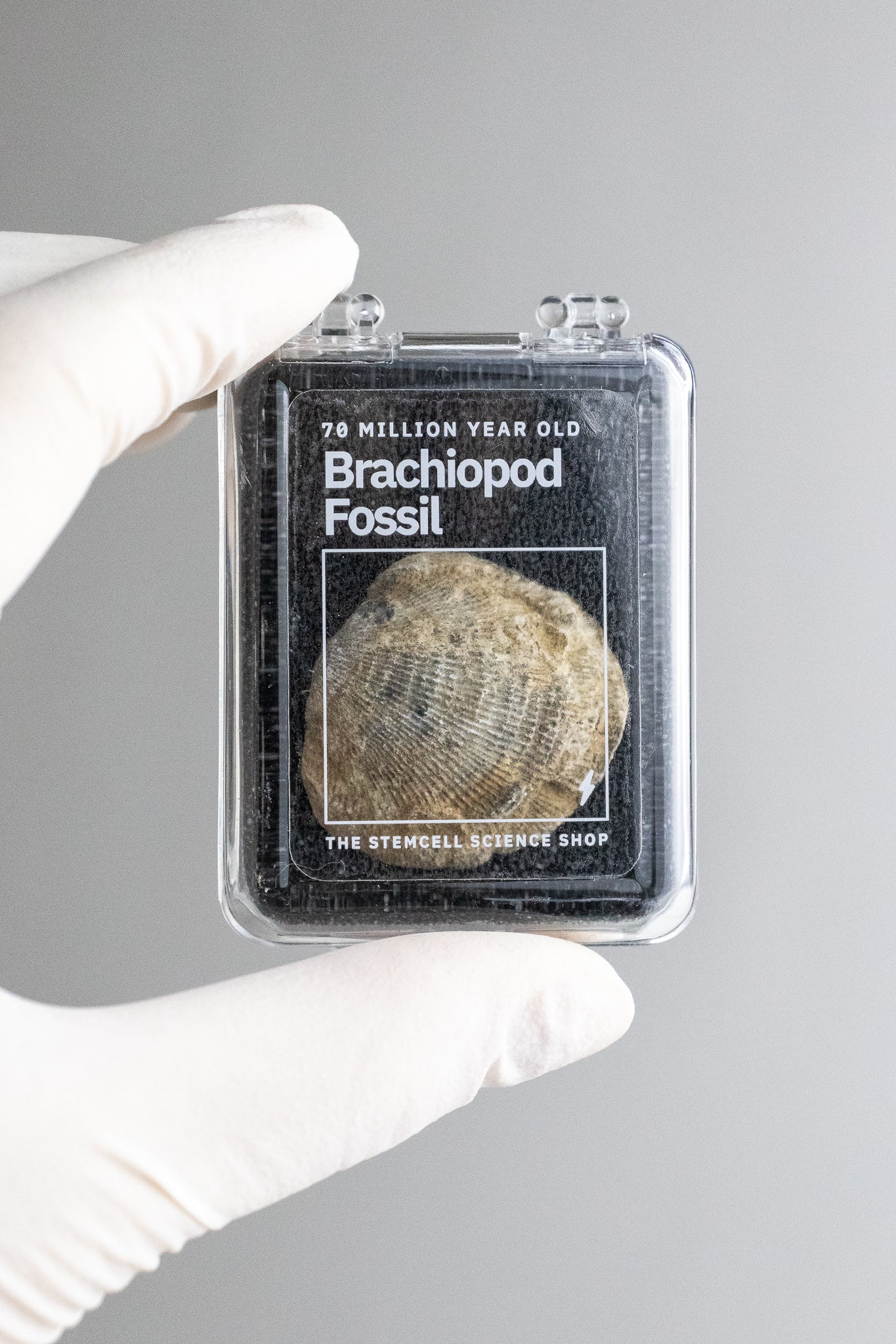 Brachiopod Fossil - Stemcell Science Shop
