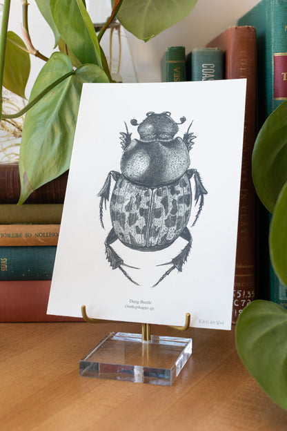 Dung Beetle Print - Stemcell Science Shop