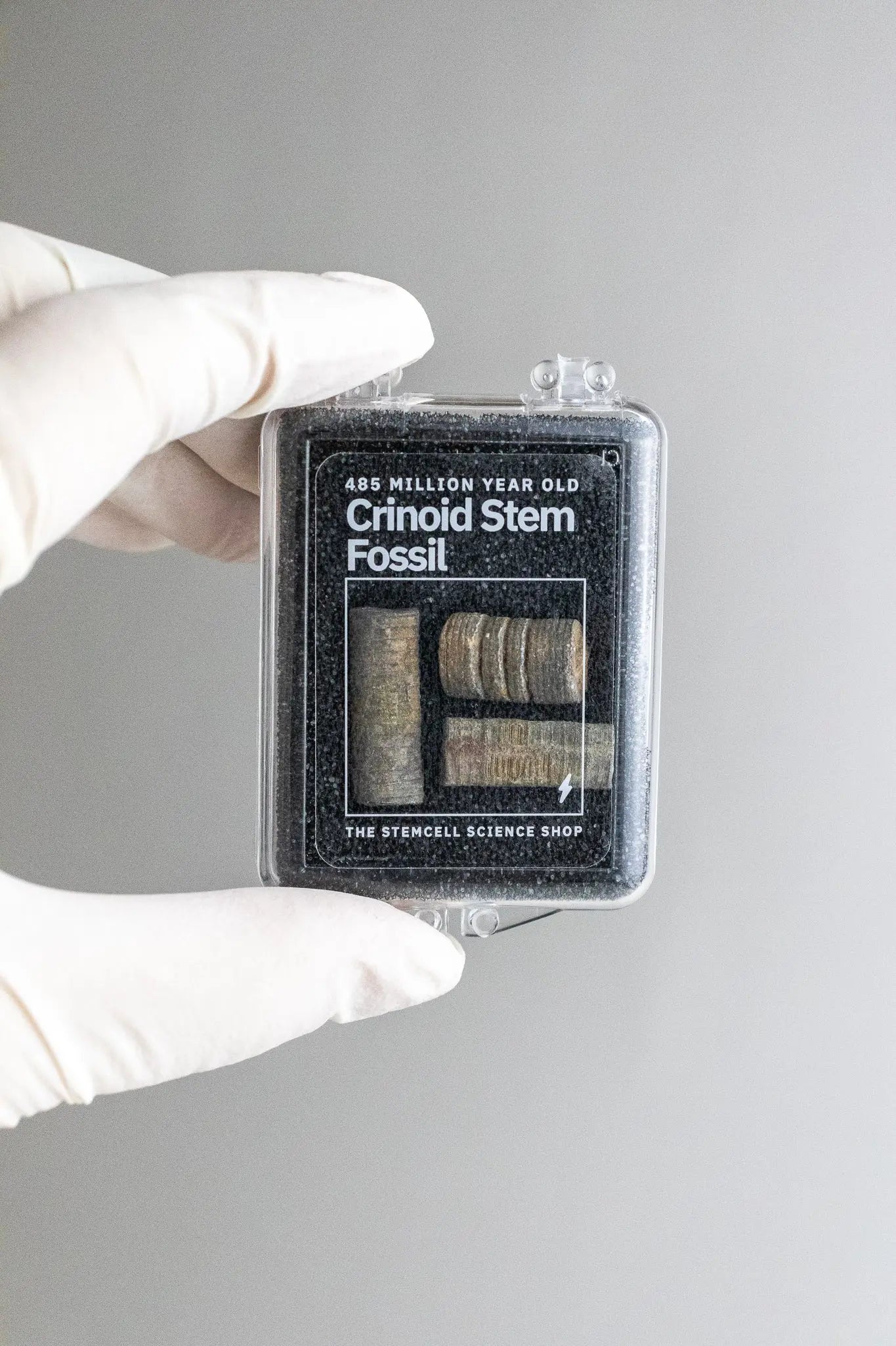 Crinoid Fossil - Stemcell Science Shop
