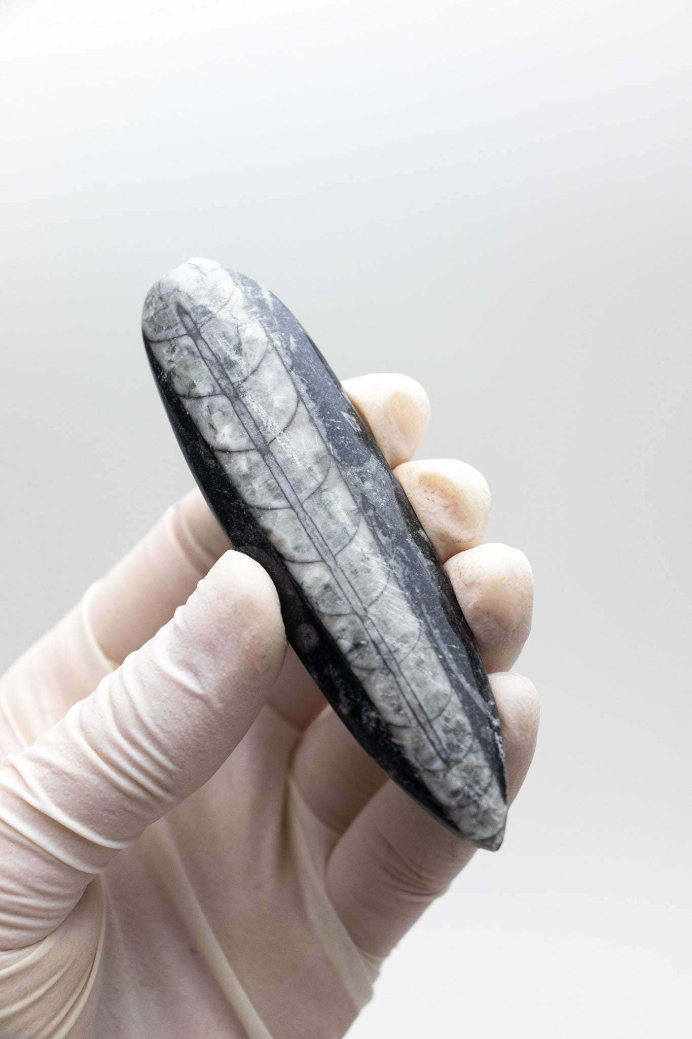 Geisenoceras Fossil - Stemcell Science Shop