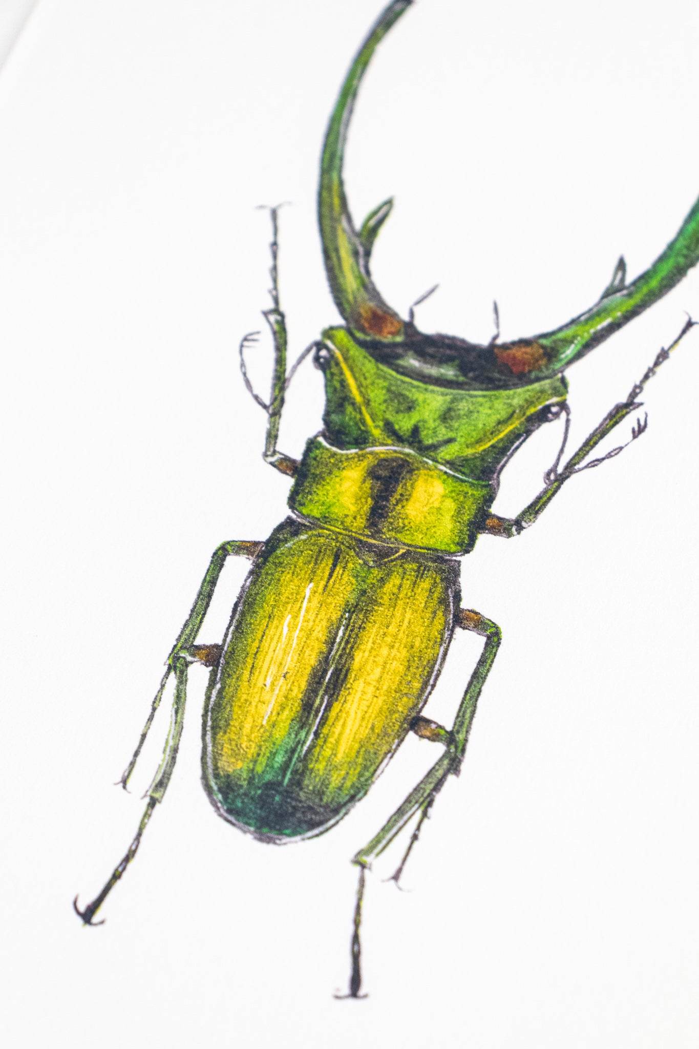 Long Horned Beetle Print
