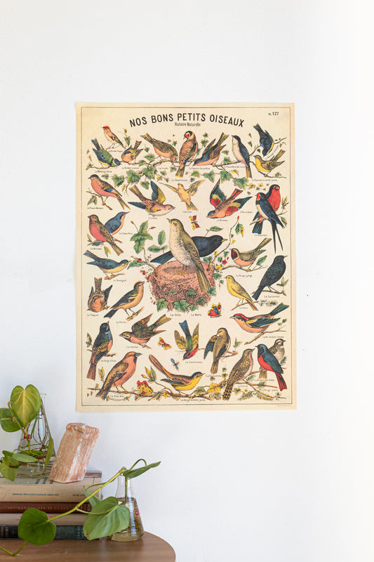Birds Natural History Scientific Chart