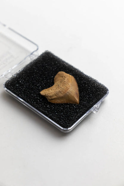 Crow Shark Tooth Fossil