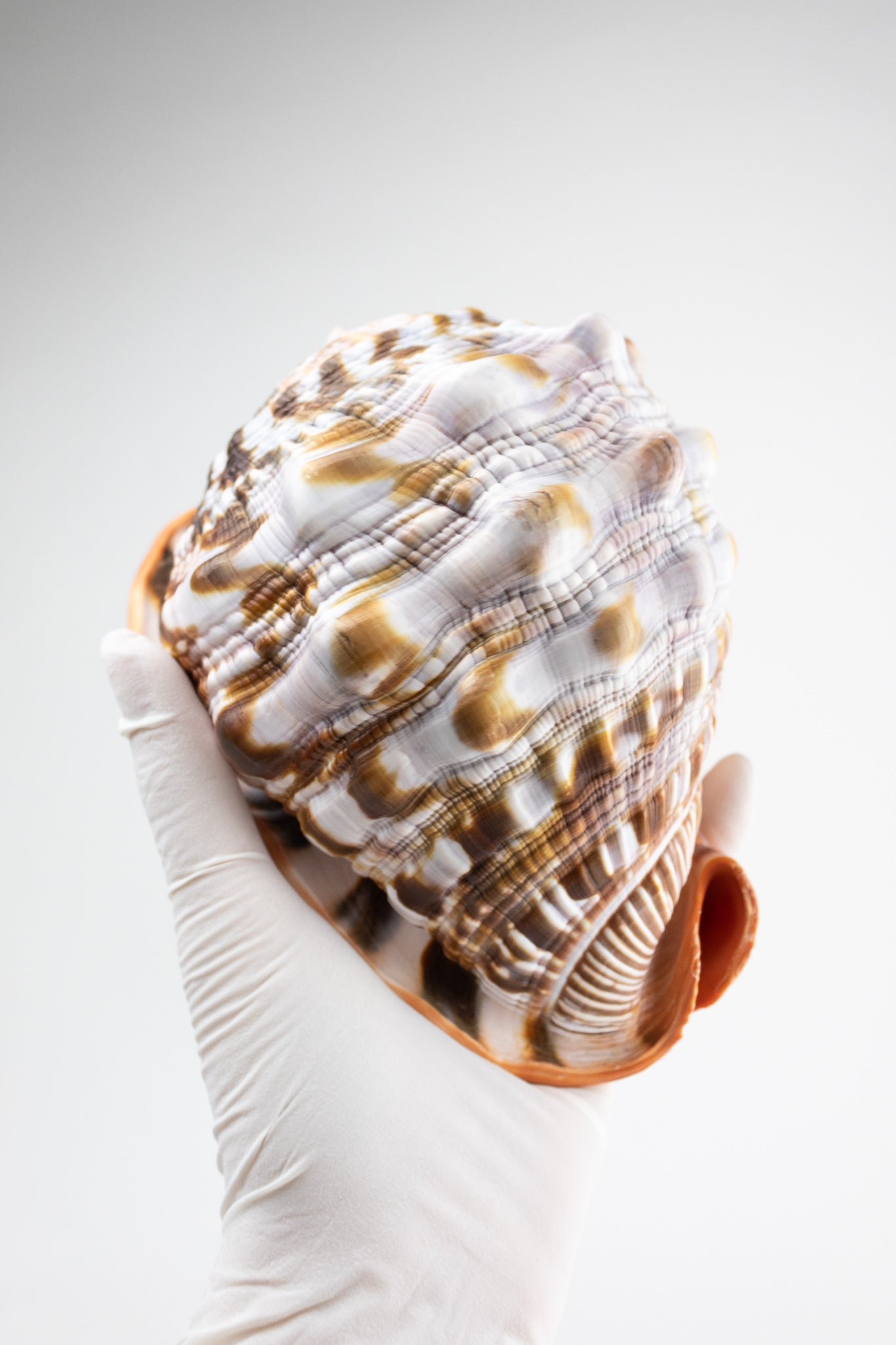 Bullmouth Shell - Stemcell Science Shop