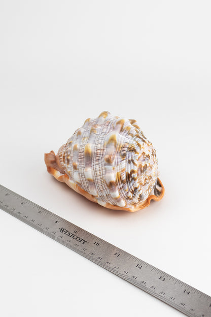 Bullmouth Shell - Stemcell Science Shop