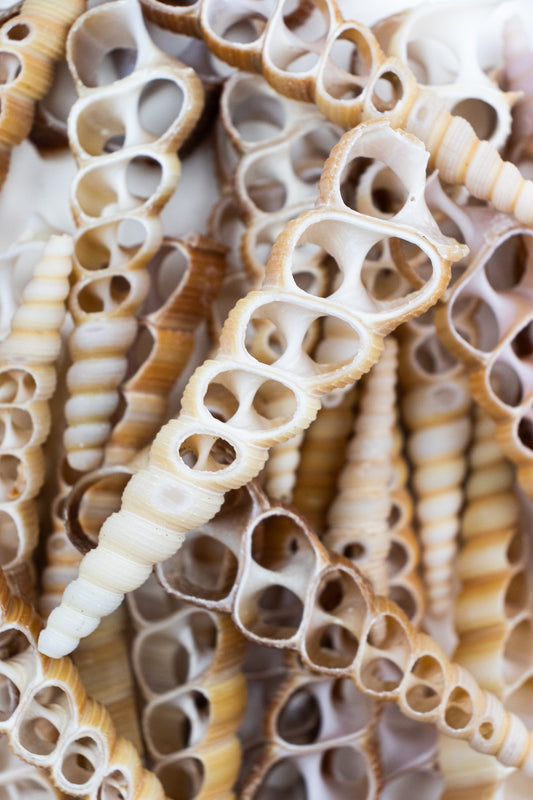 Bag of 100 Halved Terebra Shells - Stemcell Science Shop