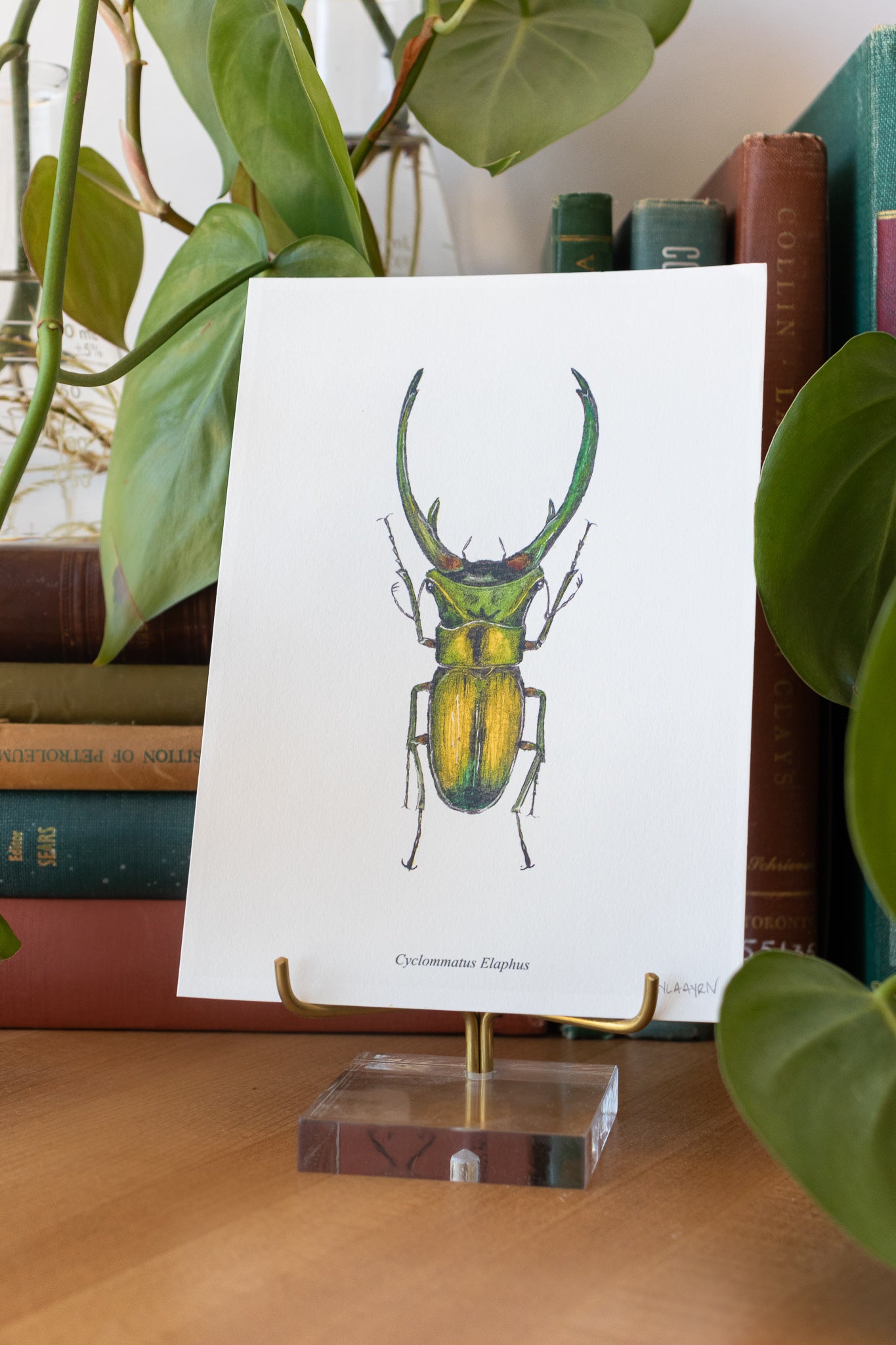 Long Horned Beetle Print - Stemcell Science Shop