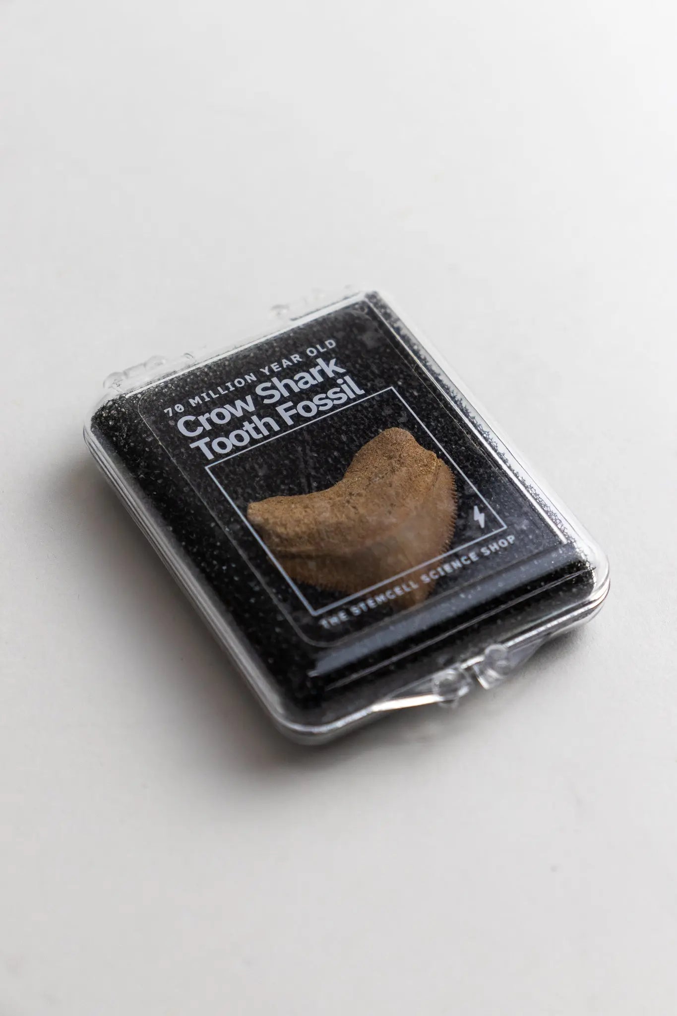 Crow Shark Tooth Fossil - Stemcell Science Shop