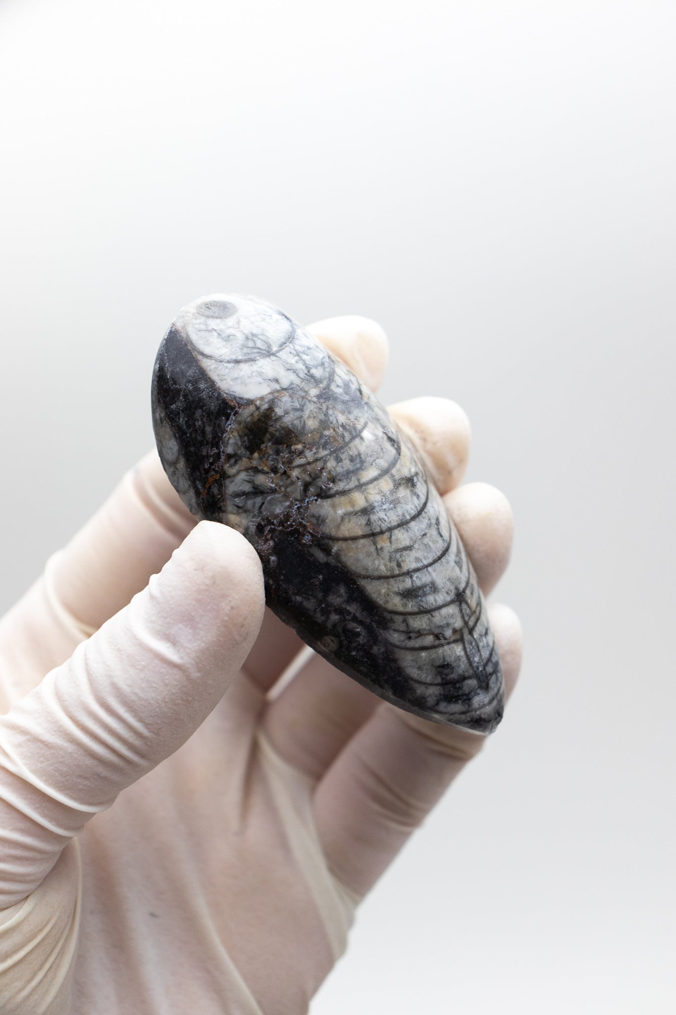 Geisenoceras Fossil - Stemcell Science Shop