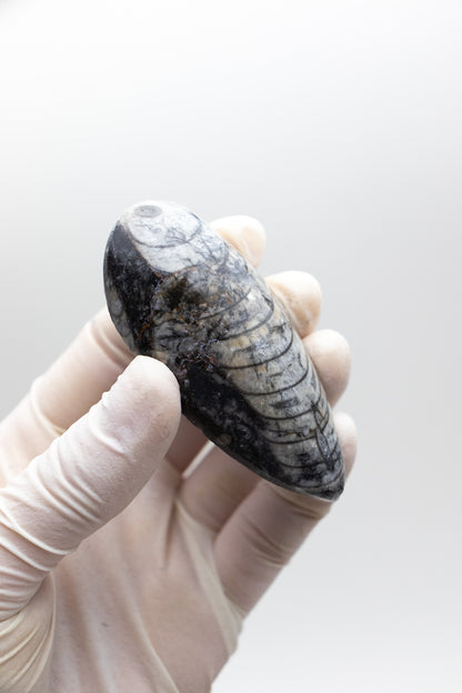 Geisenoceras Fossil - Stemcell Science Shop