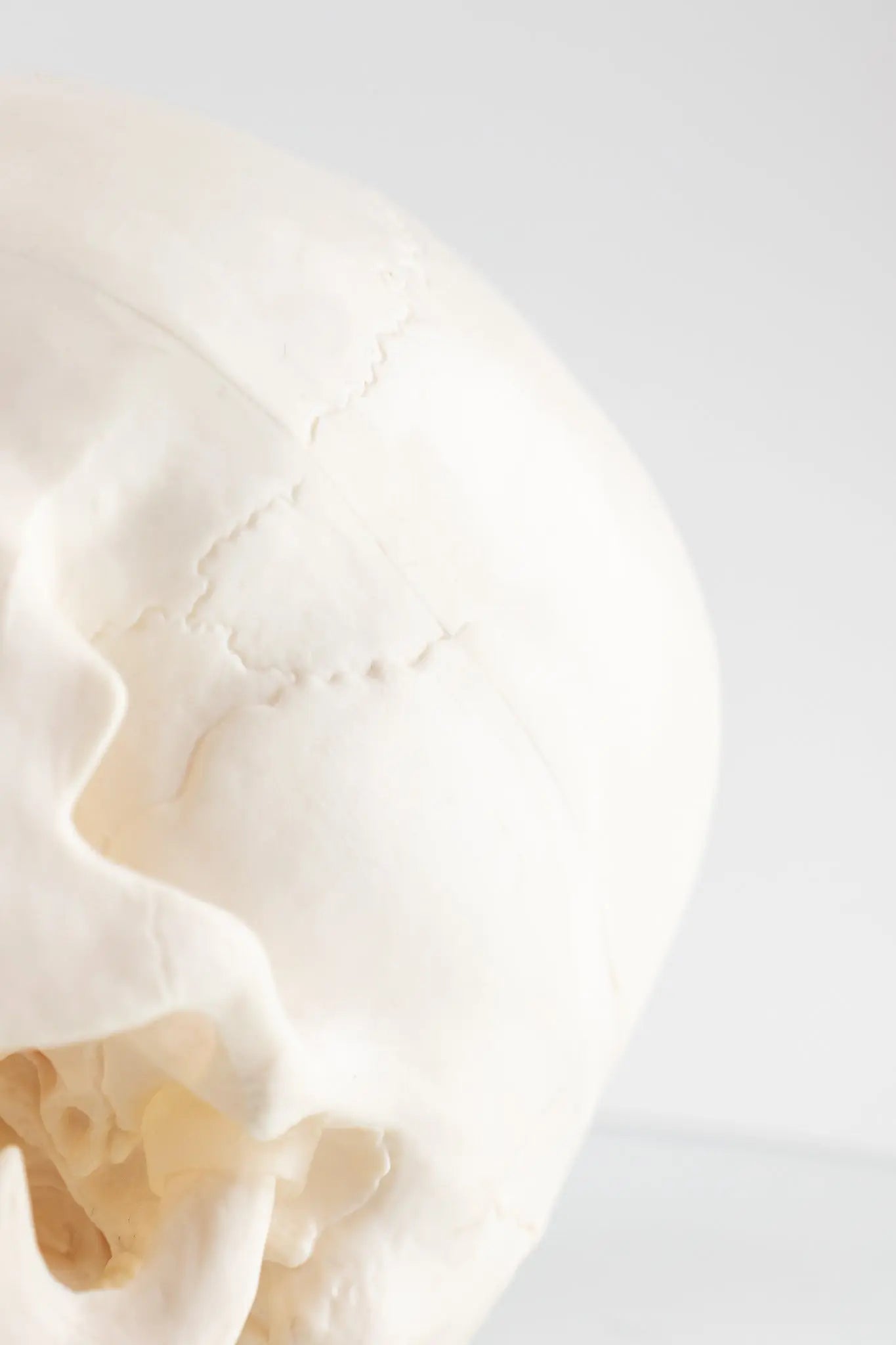 Human Skull Model - Stemcell Science Shop