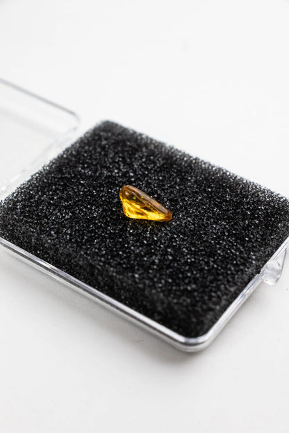 Fossilized Insect in Amber - Stemcell Science Shop